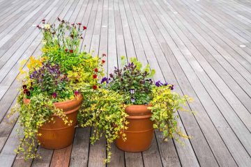Parterres de fleurs en pot : une option versatile pour les petits espaces