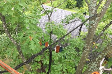 haubanage arbre