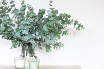 découvrez notre sélection de plantes d'intérieur qui apporteront une touche de verdure et de fraîcheur à votre maison. idéales pour améliorer votre espace de vie, nos plantes contribuent également à la purification de l'air. choisissez parmi une variété d'espèces faciles d'entretien pour égayer votre décor.