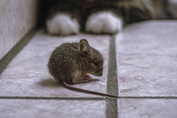 eradication-souris