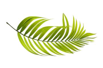 découvrez une sélection unique de plantes exotiques pour apporter une touche d’originalité et de couleur à votre intérieur ou jardin. conseils d’entretien, variétés rares et astuces pour bien débuter avec les plantes exotiques.