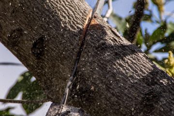 découvrez les meilleures techniques de pruning pour tailler vos plantes, arbres et arbustes afin d'optimiser leur santé et leur croissance. conseils, outils recommandés et étapes pour réussir votre élagage.