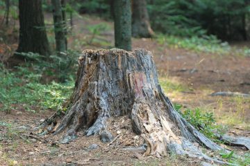 découvrez comment enlever efficacement une souche d'arbre de votre jardin grâce à nos conseils pratiques sur le dessouchage. méthodes, outils et astuces pour un terrain propre et prêt à l'aménagement.