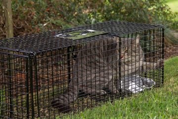 services professionnels de lutte antiparasitaire pour protéger votre maison et votre entreprise contre les nuisibles efficacement et en toute sécurité.
