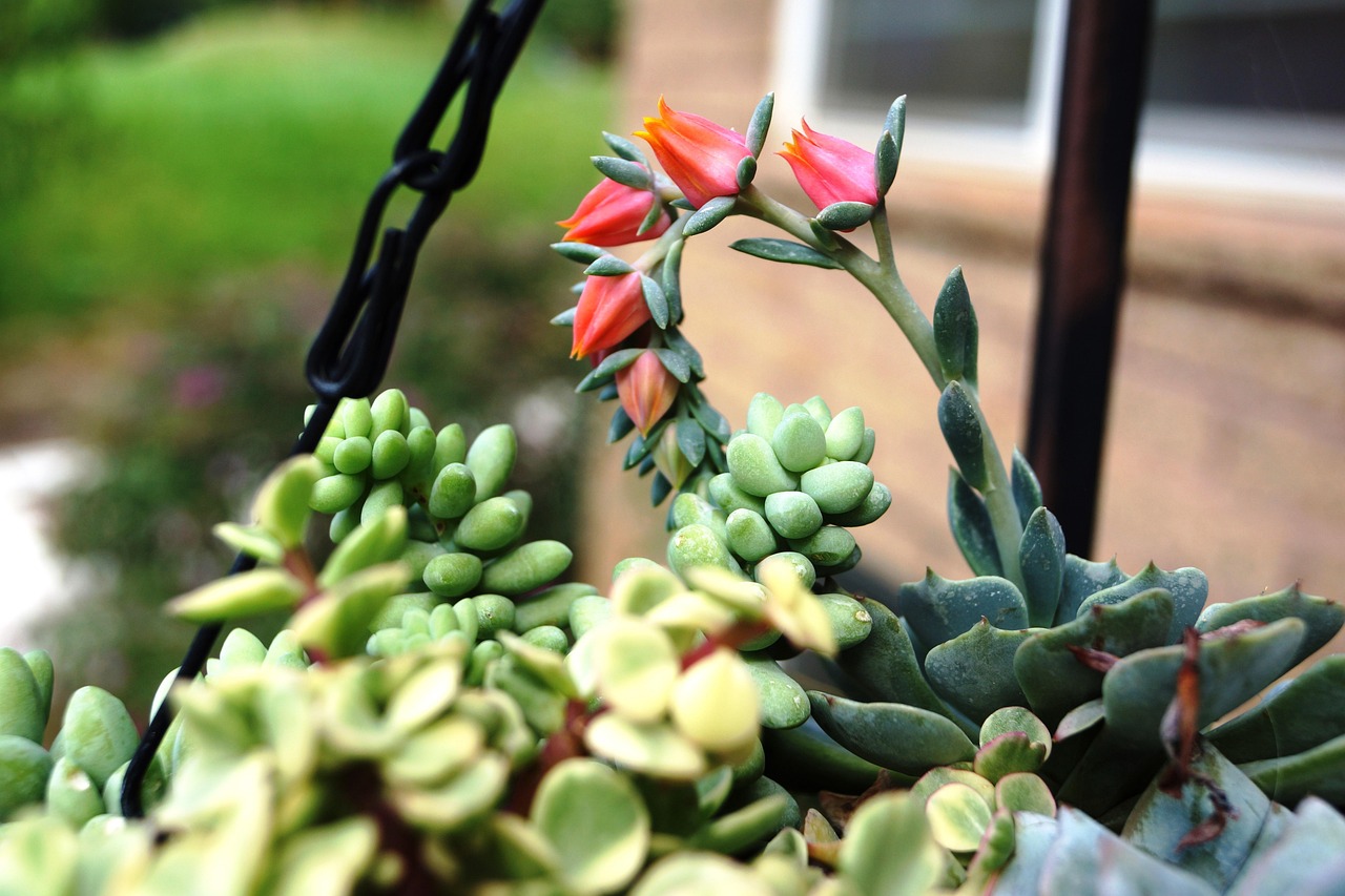 découvrez le xeriscaping, une technique de jardinage durable qui optimise l'utilisation de l'eau en privilégiant les plantes résistantes et adaptées aux zones arides.