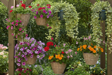 plantes_pour_suspension