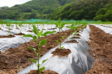 agro_textile_paillage