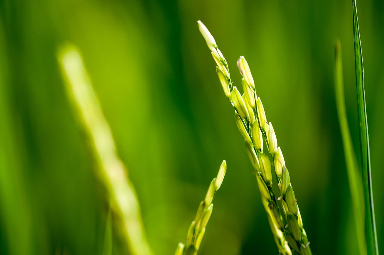 découvrez les étapes essentielles pour réussir la plantation de vos plantes, du choix du sol à l'entretien quotidien.