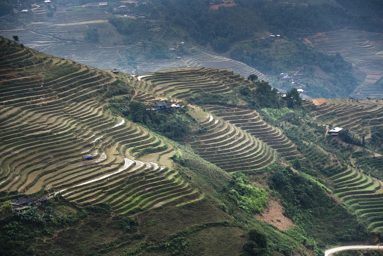 découvrez les étapes essentielles pour réussir la plantation de vos plantes et jardins, du choix des semences à l'entretien quotidien.