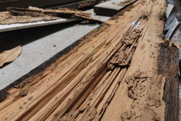 termites