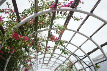 pergola